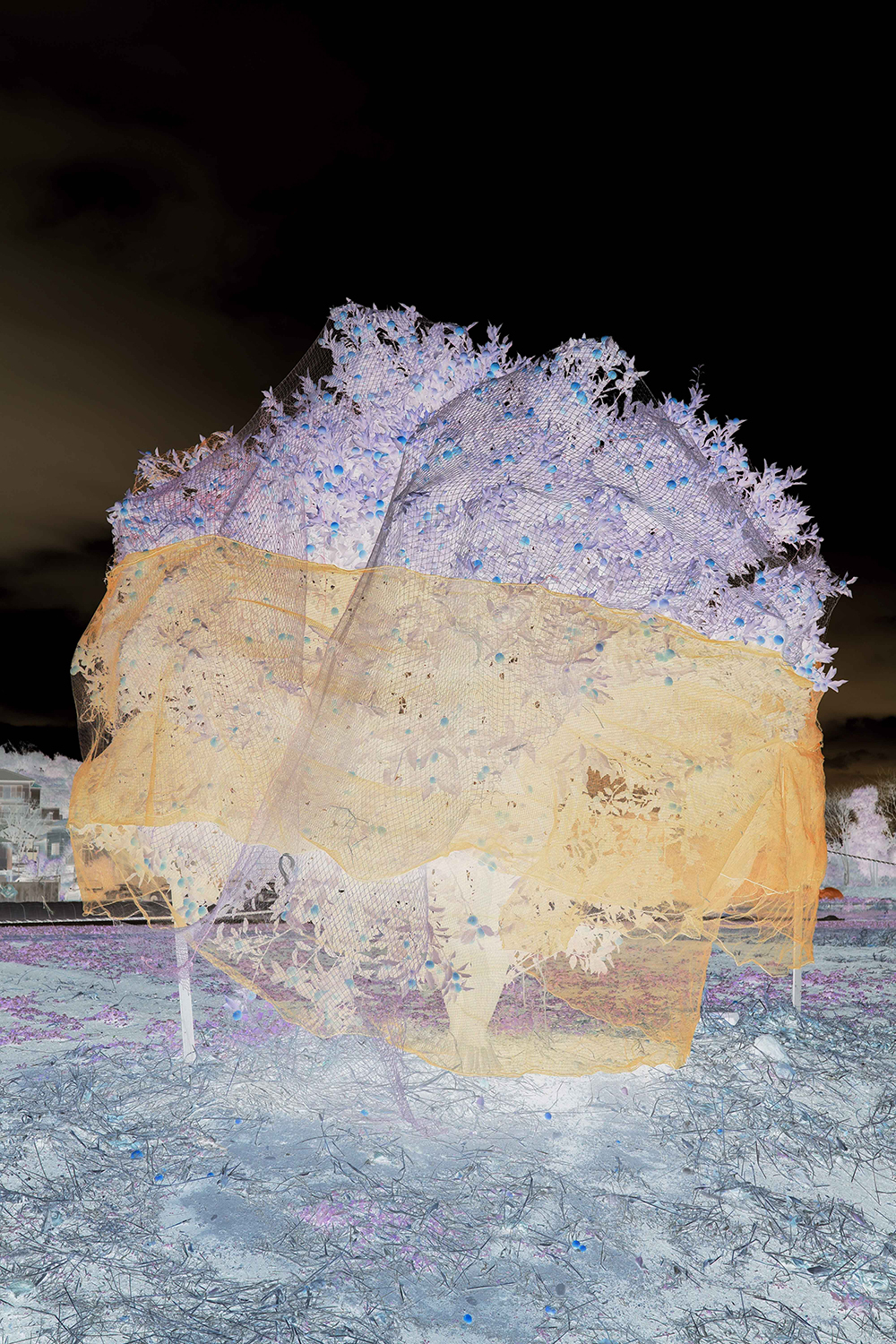 SHIN YAMANE exhibition【The orange that was blue.】　2026/9/12(Sat)〜9/27(Sun)
