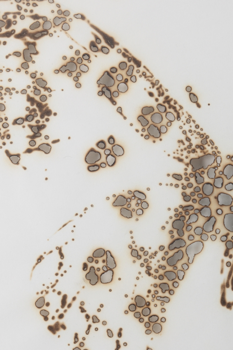 [Detail] Specimen (butterfly). 2011. Burnt paper. 26.5 × 31.5 cm. Photo by 木奥恵三. ©2024 Kosuke Ichikawa/Soni. & Co. All Rights Reserved.