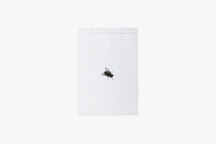Fly