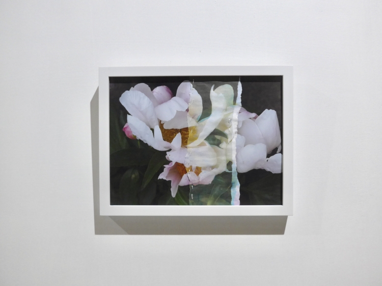 flowers 1