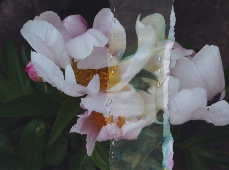 flowers 1