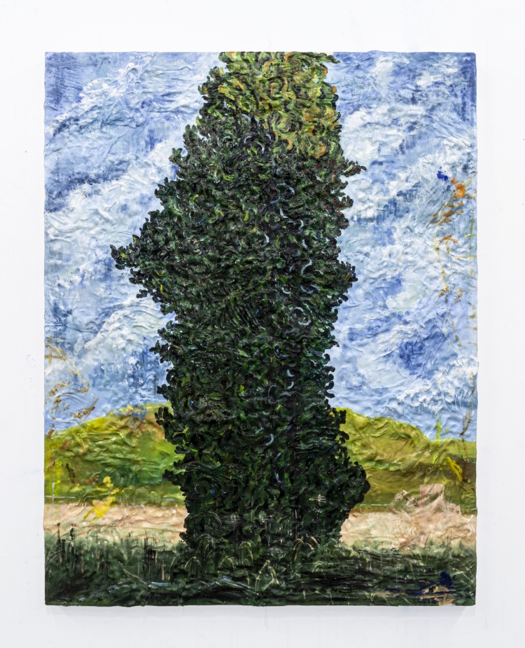 a cedar tree