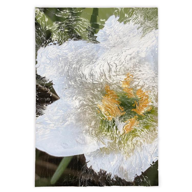 Zephyranthes candida No.001