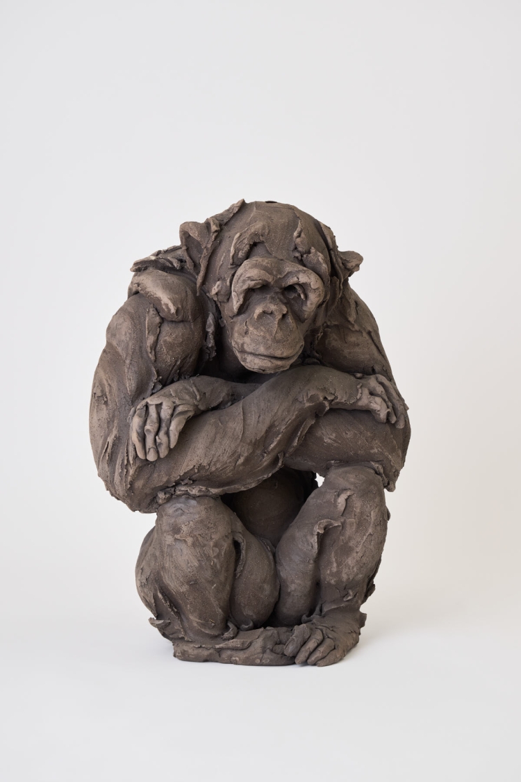 Chimp 