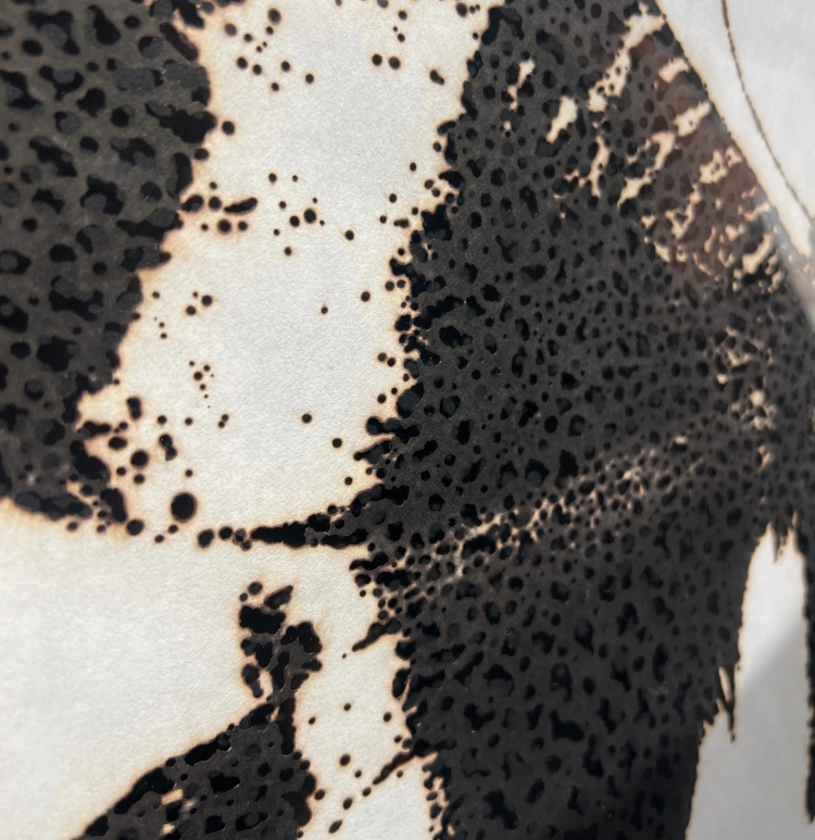specimen (butterfly), 2023  © Kosuke Ichikawa/Soni. & Co. All Rights Reserved.