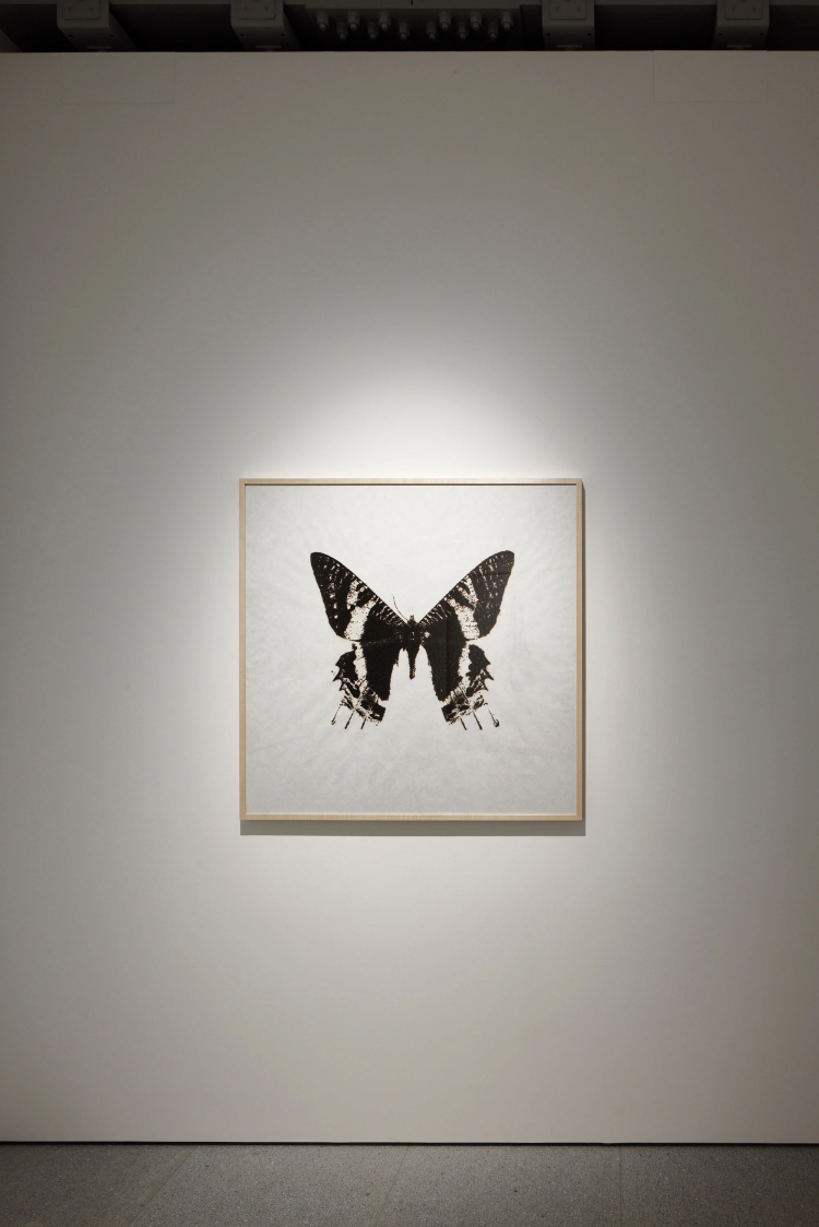 specimen (butterfly)
