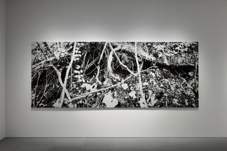 untitled (woodland)